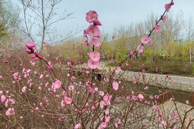 马家沟河畔榆叶梅（小桃红）