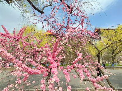 马家沟河畔榆叶梅（小桃红）