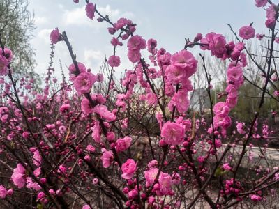 马家沟河畔榆叶梅（小桃红）