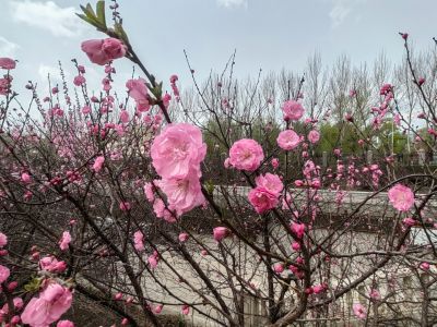 马家沟河畔榆叶梅（小桃红）