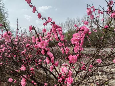 马家沟河畔榆叶梅（小桃红）