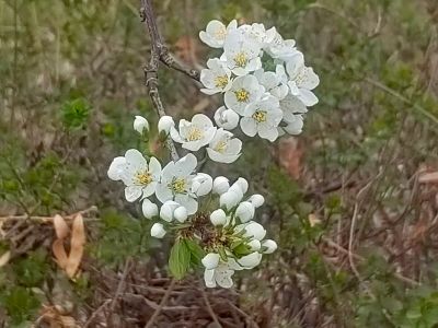 春季花开李子花