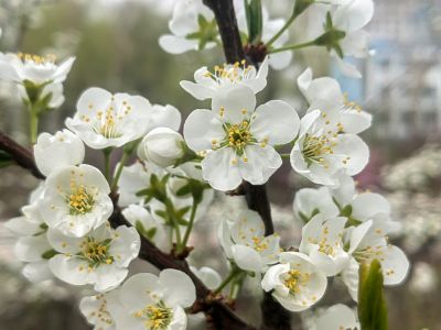 春季花开李子花