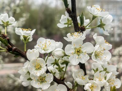 春季花开李子花