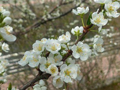 春季花开李子花