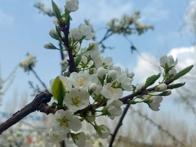 春季花开李子花