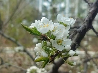 春季花开李子花