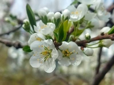 春季花开李子花