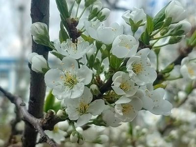 春季花开李子花