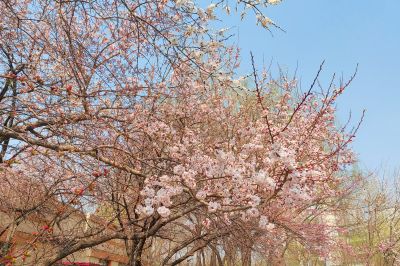 春季花开东北杏