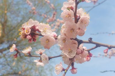 春季花开东北杏