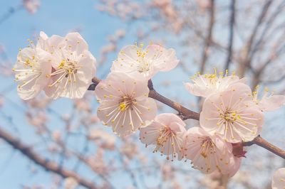 春季花开东北杏