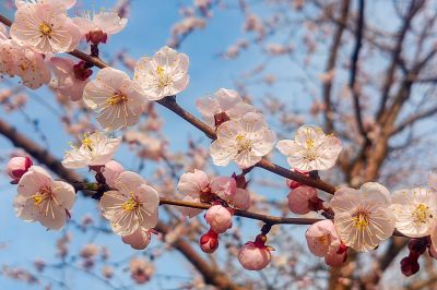 春季花开东北杏