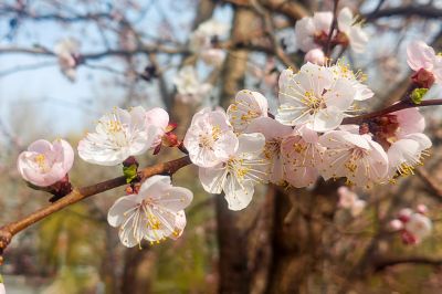 春季花开东北杏