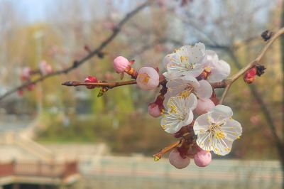 春季花开东北杏