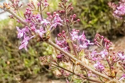 哈尔滨丁香花