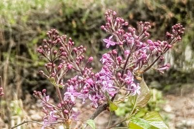 哈尔滨丁香花