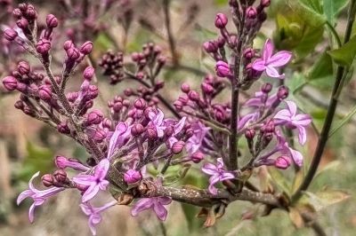 哈尔滨丁香花