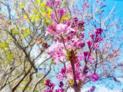 哈尔滨丁香花