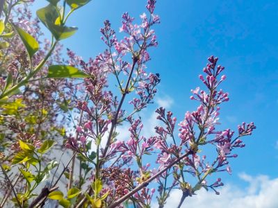 哈尔滨丁香花