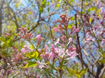 哈尔滨丁香花