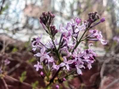 哈尔滨丁香花