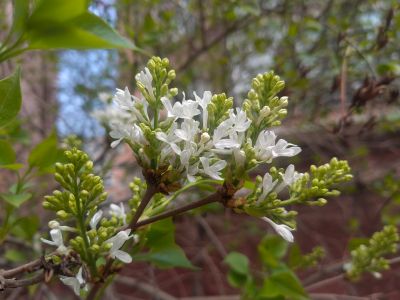 哈尔滨丁香花