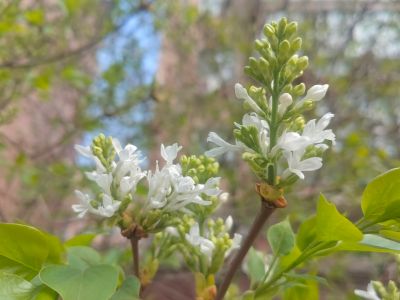 哈尔滨丁香花