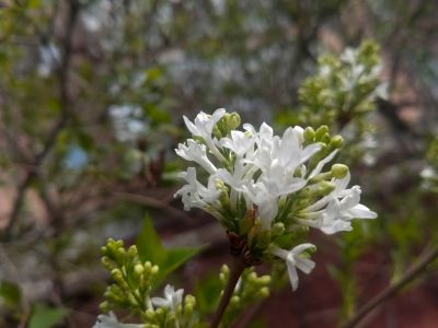 哈尔滨丁香花