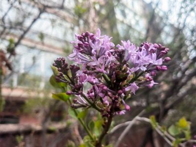 哈尔滨丁香花