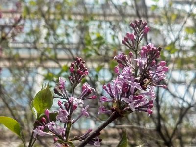 哈尔滨丁香花