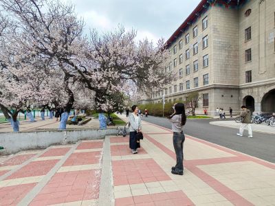 哈尔滨工程大学山杏花开市民拍照