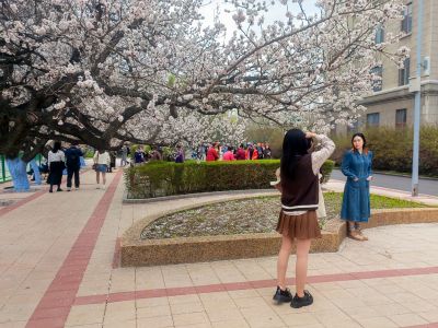 哈尔滨工程大学山杏花开市民拍照