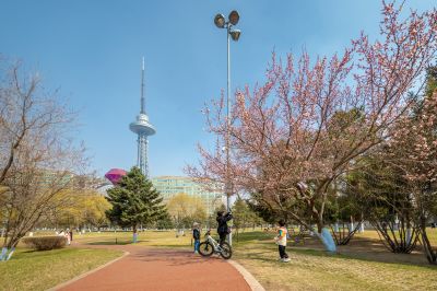 湘江公园山杏盛开春意浓