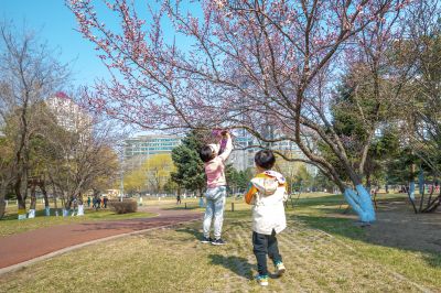 湘江公园山杏盛开春意浓