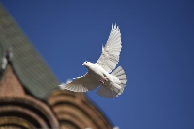 索菲亚教堂和中央大街附近鸽子