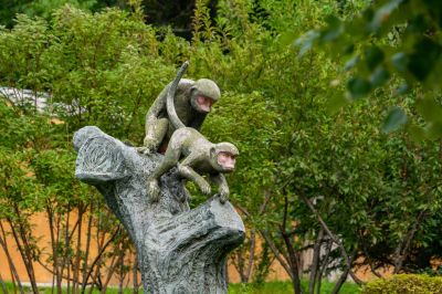 黑龙江省北方森林动物园灵长类猴子黑猩猩山魈环尾狐猴