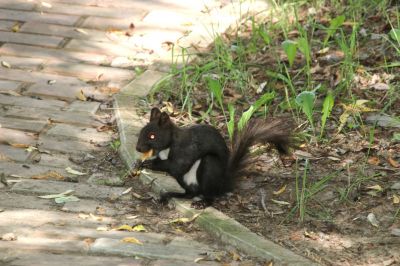伏尔加庄园拍摄可爱的松鼠