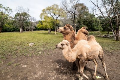 平山皇家鹿苑动物骆驼