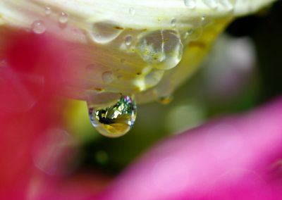 菊花瓣上的水珠