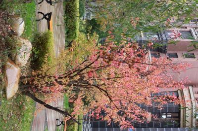 哈尔滨玫瑰湾的秋色