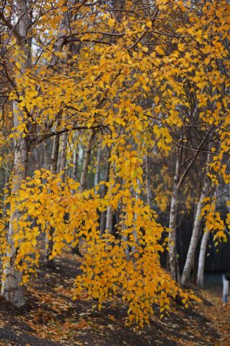 深秋的湿地公园白桦树