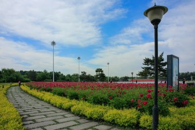 市政府广场夏季花开