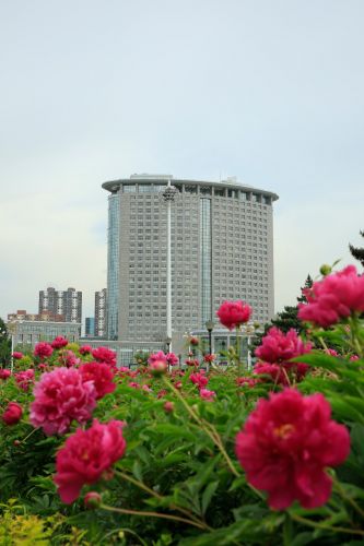 市政府广场夏季花开