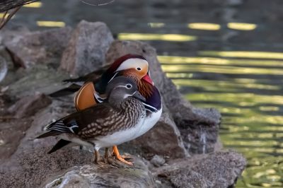 兆麟公园的鸳鸯