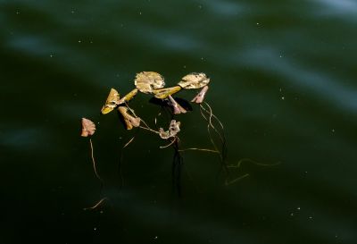 初冬江水里的浮萍