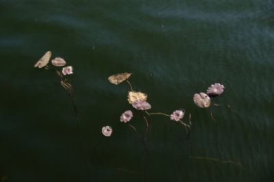 初冬江水里的浮萍