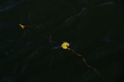 初冬江水里的浮萍