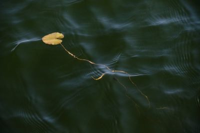 初冬江水里的浮萍