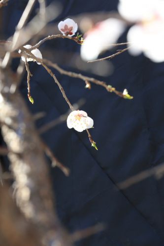 哈尔滨春天花开
